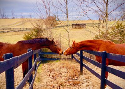 Grovespring Farm in Culpeper, Virginia