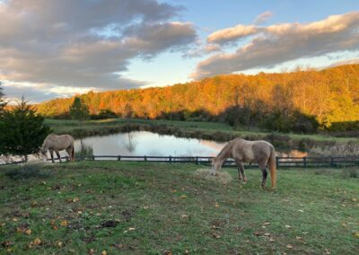 Grovespring Farm in Culpeper, Virginia