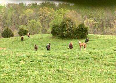 Grovespring Farm in Culpeper, Virginia