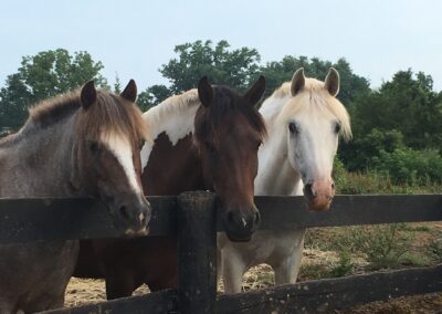 Grovespring Farm in Culpeper, Virginia